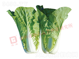 �~ɫ�Gɫ���-�¸�2142-��˷N��-�¸߷N�I(y��)