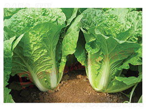 �~ɫ�Gɫ���-����-��˷N��-�¸߷N�I(y��)