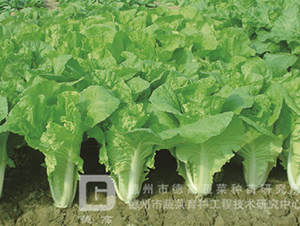 �~ɫ�S�G���-�¸�536-��˷N��-�¸߷N�I(y��)