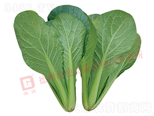 �G�Ϳ��-�n�G-��˷N��-�¸߷N�I(y��)