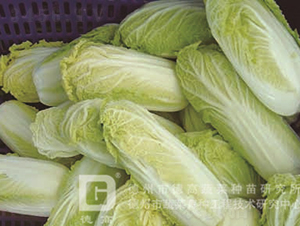 �¸߽����S-���޲˷N��-�¸߷N�I(y��)