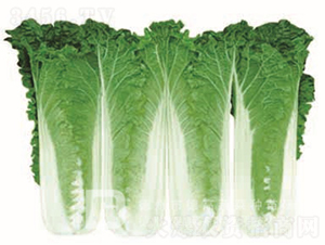 �¸�������-���޲˷N��-�¸߷N�I(y��)