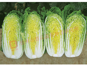 �¸߽�����-���޲˷N��-�¸߷N�I(y��)