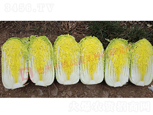 �¸�CR���-���޲˷N��-�¸߷N�I(y��)