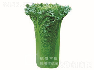 �����~�ײ�-���A60-��ײ˷N��-�¸߷N�I(y��)