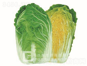 �S�İײ�-�S��-��ײ˷N��-�¸߷N�I(y��)