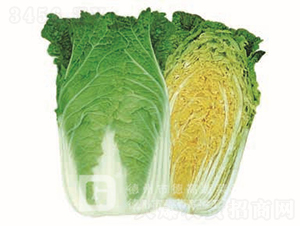 �S�İײ�-���P��-��ײ˷N��-�¸߷N�I(y��)