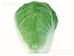 ���~�ײ�-�¸�181-��ײ˷N��-�¸߷N�I(y��)