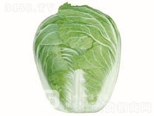 �ļ��͟�ײ�-�İ�1̖(h��o)-��ײ˷N��-�¸߷N�I(y��)