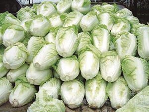 �ļ��͟�ײ�-�¸�16-��ײ˷N��-�¸߷N�I(y��)