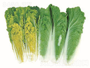 �F���t�ײ�-����1̖(h��o)-��ײ˷N��-�¸߷N�I(y��)