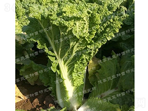 �F���t�ײ�-���O��3̖(h��o)-��ײ˷N��-�¸߷N�I(y��)