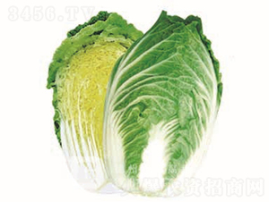 �����ͳ�޷�ײ�-�¸ߴ�-��ײ˷N��-�¸߷N�I(y��)