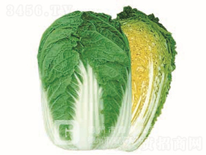 �����ͳ�޷�ײ�-����69-��ײ˷N��-�¸߷N�I(y��)