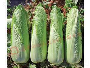 ��ѿ�B��-����1̖(h��o)-��ײ˷N��-�¸߷N�I(y��)