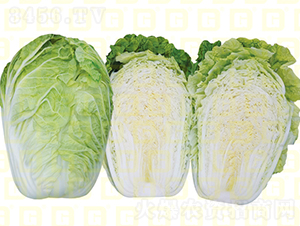 �����[���ļ��͟�ײ�-�¸�171�u�C��-��ײ˷N��-�¸߷N�I(y��)