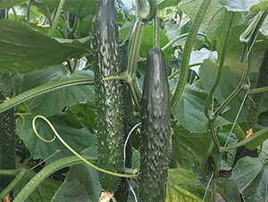 ��(qi��ng)��519C-�S�ϷN��-����