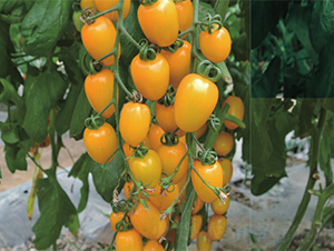 �S����-���ѷN��-����