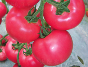 �ʽ�868-���ѷN��-����