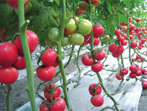 �����-���ѷN��-����