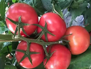 粉冠-番茄種子-魯壽