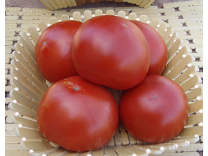 CNUS028F1-�������L���ѷN��-�A���N��