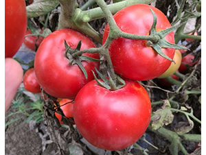 Early-WHXF1-�������L���ѷN��-�A���N��