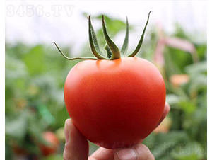 CNUS1608F1-�������L���ѷN��-�A���N��