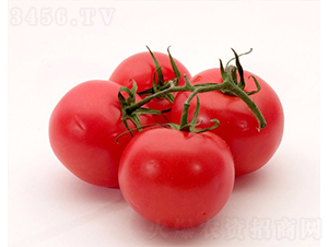 CNUS1415-9-�������L���ѷN��-�A���N��