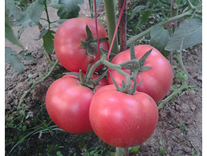 CNUS1617-45��POLLY��-�������L���ѷN��-�A���N��