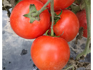 CNUS1617-15-�������L���ѷN��-�A���N��