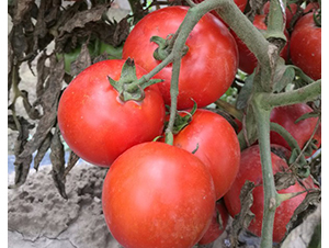 CNUS1617-10-�������L���ѷN��-�A���N��