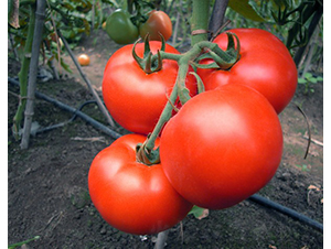 CNUS1701-�������L���ѷN��-�A���N��