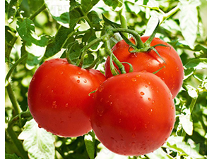 CNUS1702-�������L���ѷN��-�A���N��