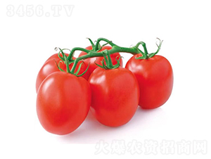 �ŵ���-ʥŮ���N��-�c�l(f��)��ʢ