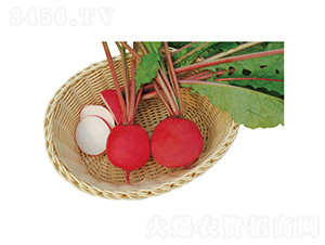 ����t��-�}���N��-�c�l(f��)��ʢ