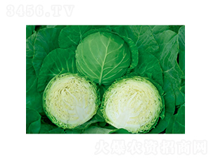 �Č�-���{(l��n)�N��-�c�l(f��)��ʢ