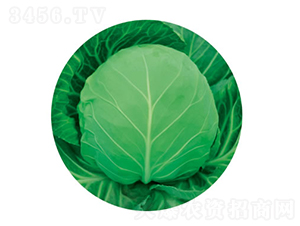 �c��50��-���{(l��n)�N��-�c�l(f��)��ʢ