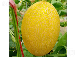 ����-��ϷN��-�c�l(f��)��ʢ