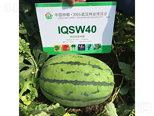 �c��3̖-���ϷN��-�c�l(f��)��ʢ