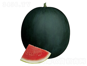 ��ţ-���ϷN��-�c�l(f��)��ʢ