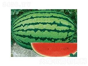 �c��2̖(h��o)-���ϷN��-�c�l(f��)��ʢ