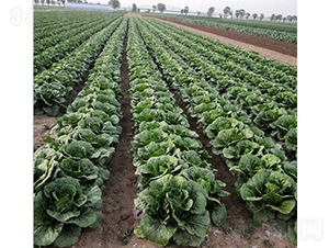 ���A8̖-�ײ˷N��-���зN��