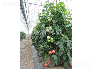 ���КW��-���ѷN��-���зN��