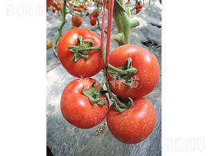 ����256-���ѷN��-���зN��