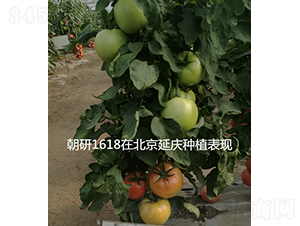 ����1618-���ѷN��-���зN��