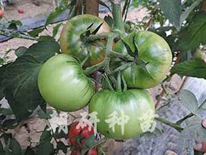 ����216B-���ѷN��-���зN��