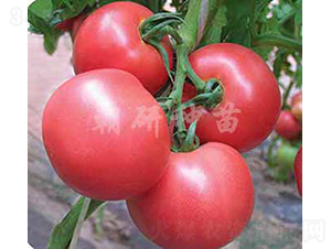 ����298-���ѷN��-���зN��