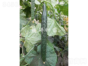 ����615-4-�S�ϷN��-���зN��