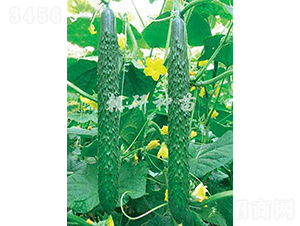 ����608-�S�ϷN��-���зN��